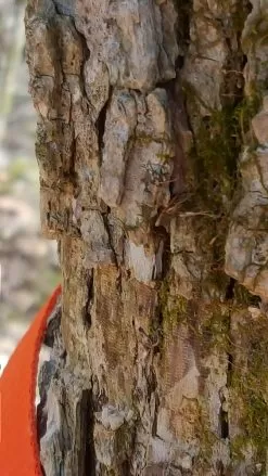 Tentsile Flite Tree Tent -Camping & Hiking Sale 14