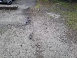 REI Camp Dome 2 -Camping & Hiking Sale ComeAtMeBro