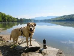 RTIC 18oz Bottle -Camping & Hiking Sale hot lrsp may birding 40